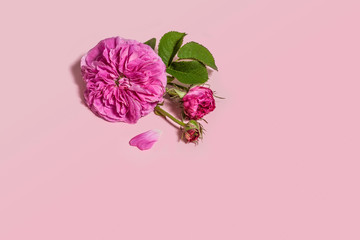 Flower arrangement. A picture made of tea rose buds on a pastel pink background. Flat lay, top view, copy space