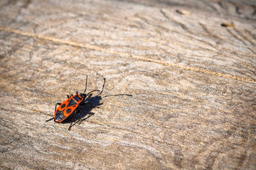 Back view of firebug, Pyrrhocoris apterus on wood trunk. Copy space, selective focus