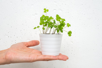 White little pot with parsley sprouts on plam on white concrete wall background