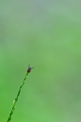 Nahaufnahme einer Zecke auf der Spitze eines Grashalms in der Wiese, Borreliose, Ixodida, FSME
