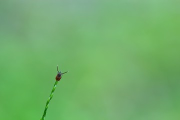 Tick sitting in the meadow on a blade of grass isolated on green background waiting for its vicitm,...
