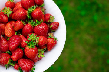 Strawberry. Red ripe juicy berries in a plate on green grass in the garden. Bio. Without chemistry and nitrates