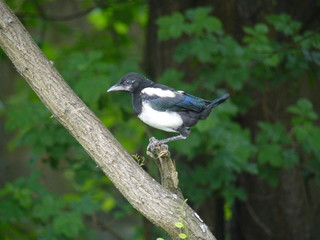 blackbird on a tree
