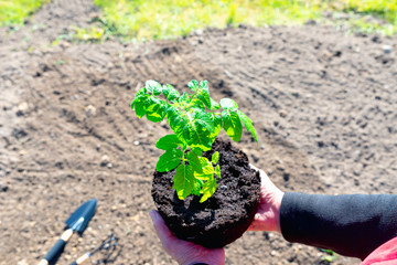 Hands of the farmer are planting the seedlings into the soil.Tomatoes plant concept.
