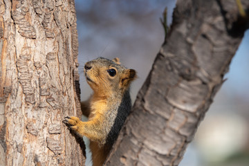 Naklejka na ściany i meble A squirrel climbs between two tree branches