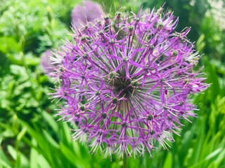 purple thistle flower