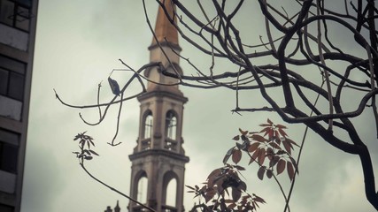 Tree branches and leaves with tower view