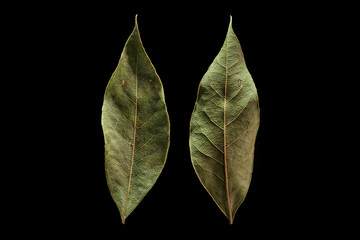 macro and detail of dried natural bay leaf