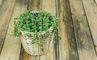 Urban Jungle, Zimmerpflanzen String of Turtles, Zierpfeffer, Peperomia prostrata- Interieurtrend mit Topfpflanzen