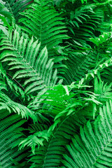 many large green fern leaves