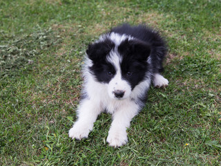 High angle frontal view of adorable two-month old black and white border collie puppy lying down in grass looking up with shy expression