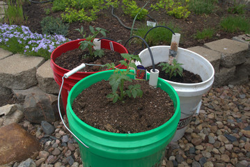 Growing Tomatoes  in 5 gallon buckets with drip irrigation