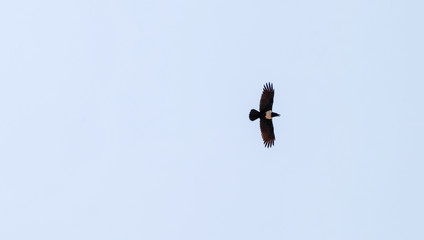 A pied crow flying in a straight line, high in the blue sky with open outstretched wings. Black bird in flight, soaring in a clear sky.