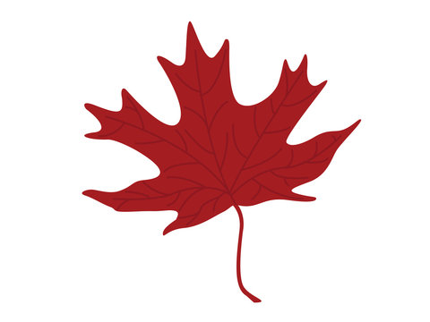 Simple illustration of a red maple leaf isolated against a white background