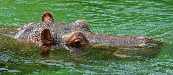 Submerged common hippopotamus / hippo (Hippopotamus amphibius) surfacing to breathe through exposed nostrils in water of river