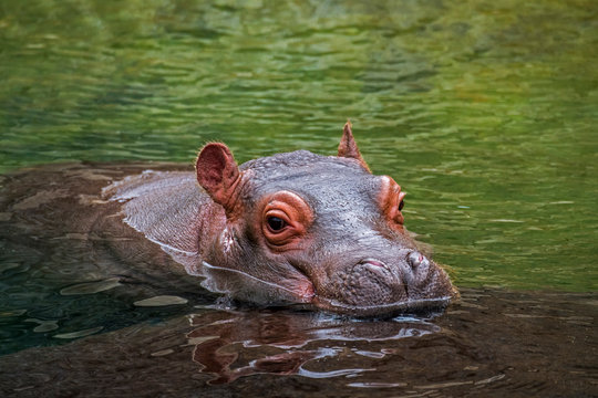 Close up of cute baby common hippopotamus / hippo (Hippopotamus amphibius) calf with head resting on mother's back in lake