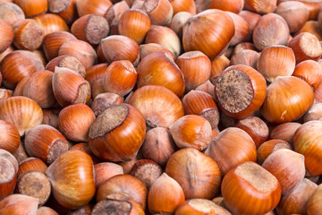 Heap of ripe forest nuts