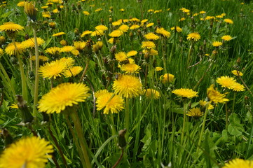 Yellow flowers bloomed in the forest. Dandelions.