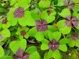 Shamrock