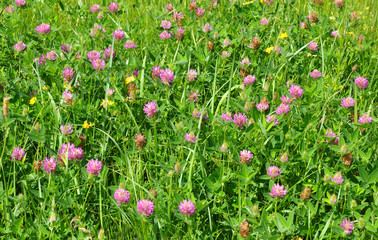 Ornamental trifolium rubens, red clover with purplish red flowers, which attracts bees, hummingbirds, and butterflies is growing in the lawn, meadow.