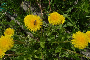 Yellow flowers bloomed in the forest. Dandelions. bees collect honey.