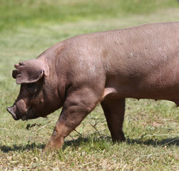 Young pig pose on natural environment outside