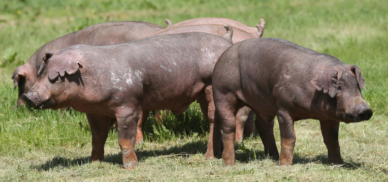 Young pig pose on natural environment outside