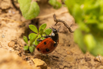 ladybug on a leaf