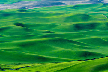 Beautiful green wheat field farmland patterns seen from Steptoe Butte, Washington. High above the Palouse in eastern Washington this viewpoint offers unparalleled views of a truly unique landscape.