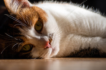 primer plano de gato sobre piso 