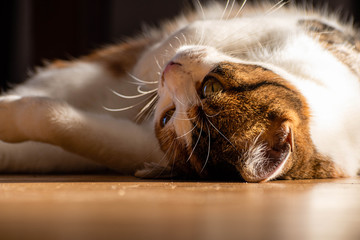 primer plano de gato sobre piso 