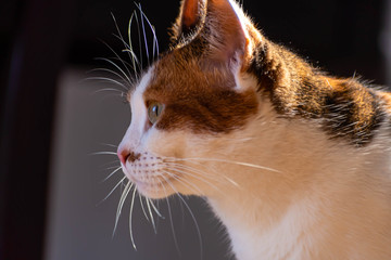 primer plano de gato sobre piso 