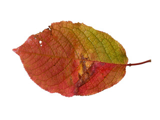 Bright autumn leaf isolated on a white background.