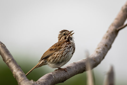 Song Sparrow singing in Spring perched on a branch clean neutral background