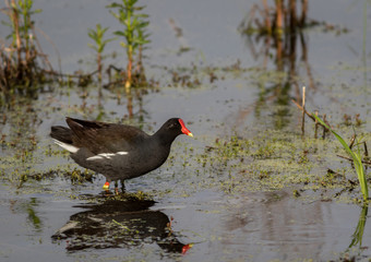 Common Gallinule, Gallinula galeata, foraging in calm marsh in spring