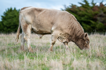 murray grey and Angus cattle grazing on pasture..