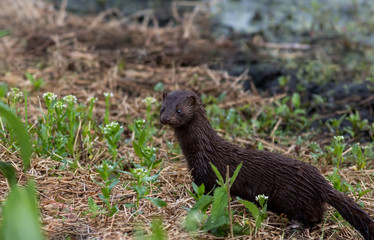 Mink, Mustelidae, with brown fur on grassy trail on a spring morning