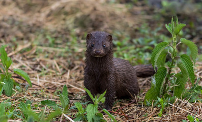 Mink, Mustelidae, with brown fur on grassy trail on a spring morning