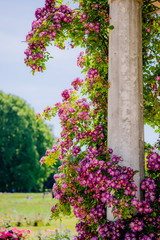 Rosiers grimpants en fleurs