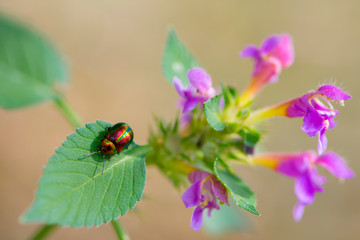 small multi-colored bug on a green leaf