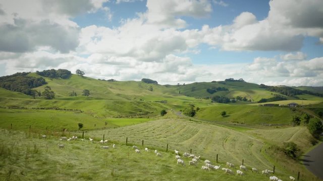 New Zealand Sheep Pasture Aerial