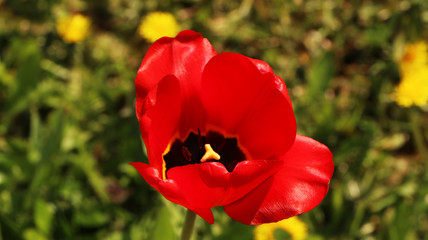 Closeup of bright red tulips with green leaves in the garden.