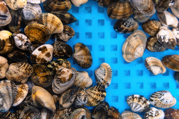 Venerupis philippinarum, an edible species of saltwater clam, a marine bivalve mollusk in the family Veneridae, the Venus clams