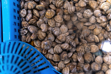 Fresh enamel venus shell (Meretrix lyrata) Meretrix is a genus of edible saltwater clams, marine...