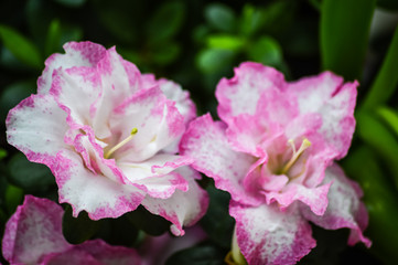 Fototapeta premium Close up of a white azalea flower with bright pink edges