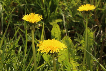 Field with yellow dandelions on a green grass background.