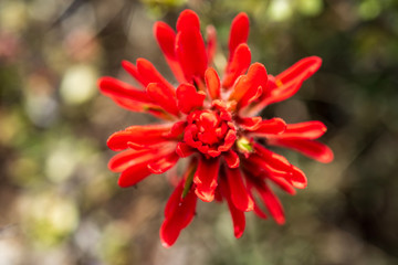 red Indian Paintbrush wildflowers in bloom in May in the Buttermilks of Eastern Sierra Nevada mountains California
