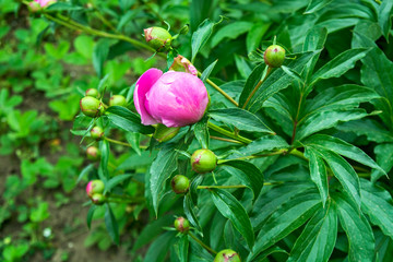 Fototapeta premium Peony flower