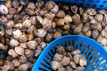 Fresh enamel venus shell (Meretrix lyrata) Meretrix is a genus of edible saltwater clams, marine bivalve molluscs in the family Veneridae, the Venus clams.