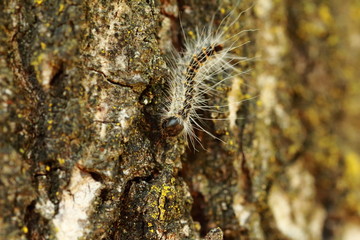 die kleine Raupe